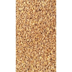 25Kg Grano duro siciliano