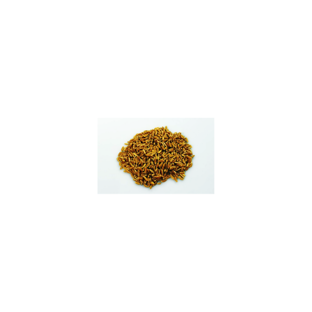 25 Kg Grano duro varietà  "Perciasacchi"