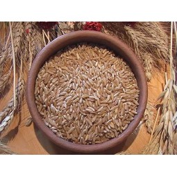 5kg Grano duro varietà "Khorasan"