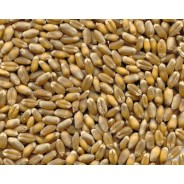 5Kg Grano Tenero