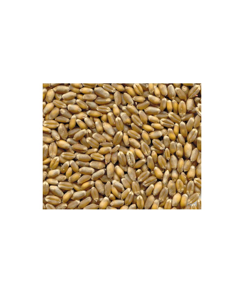 Grain de blé