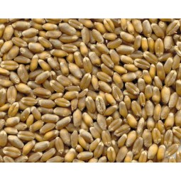 25Kg Grano Tenero