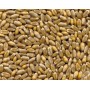 25Kg Grano Tenero