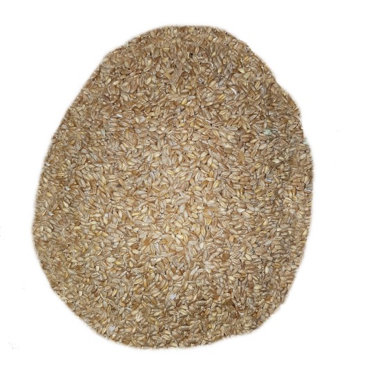5Kg de blé dur "Russello"