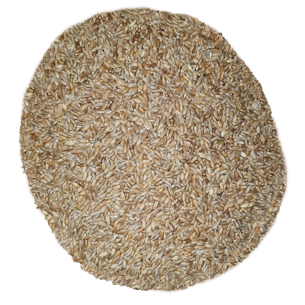 5Kg Grano Duro varietà "Timilia"