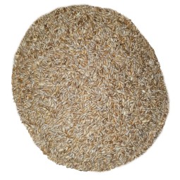 25 Kg Grano Duro varietà "TIMILIA (Tumminia)"