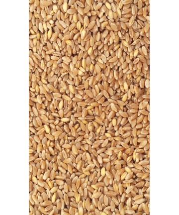 5 kg de semoule de blé entier sicilienne - Molino Zappala 'snc
