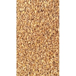 1Kg Sicilian hard wheat