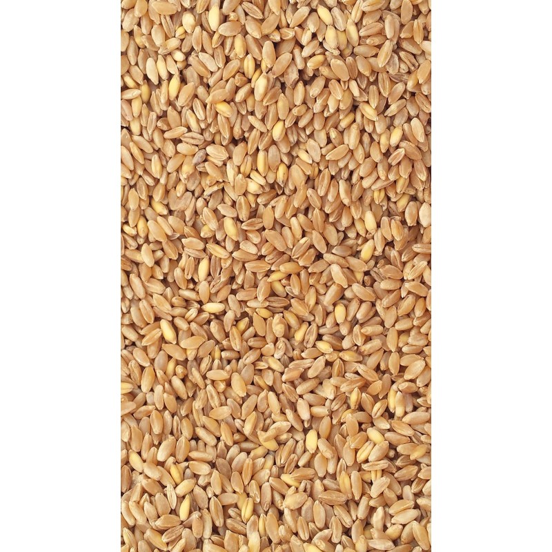 1Kg Sicilian hard wheat
