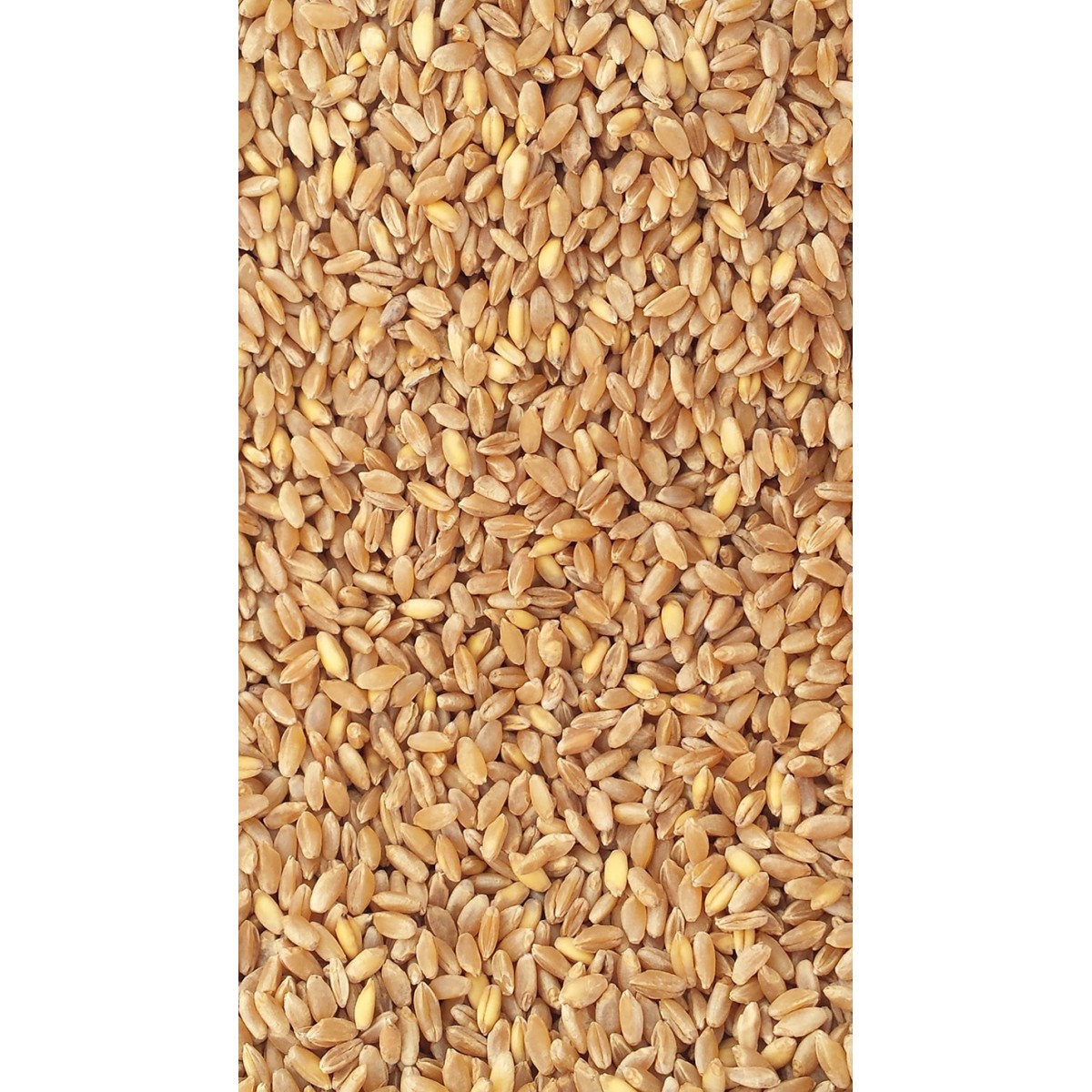 1Kg Grano duro siciliano