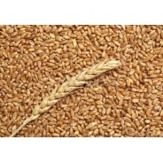 5Kg Grano Tenero varietà "Maiorca"