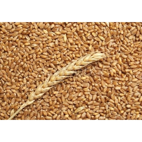 5 kg Maiorca Soft Wheat
