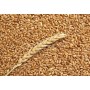 5Kg Grano Tenero varietà "Maiorca"