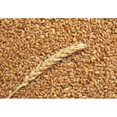 25 kg Maiorca Soft Wheat