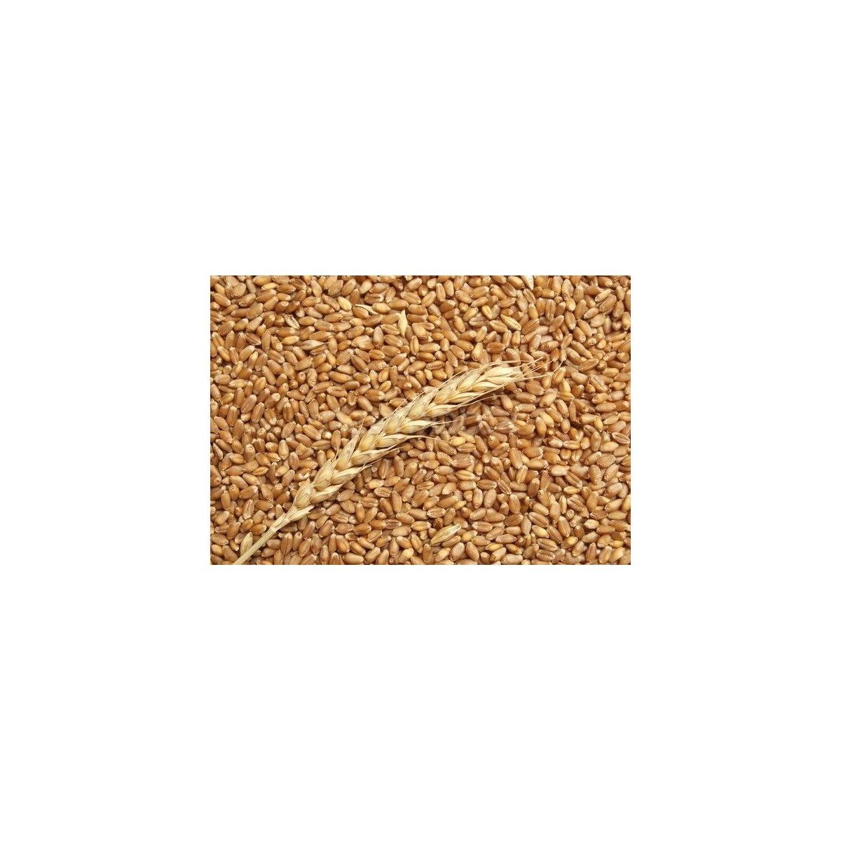 25Kg Grano Tenero varietà "Maiorca"