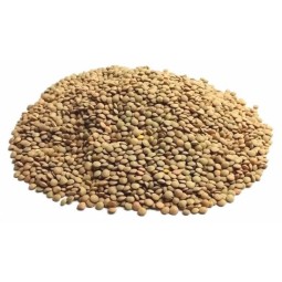 25 kg "Sicilian" small lentils
