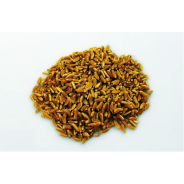 1Kg Grano duro varietà  "Perciasacchi"