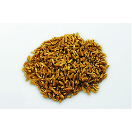 1Kg Hard Grain Variety "Perciasacchi"