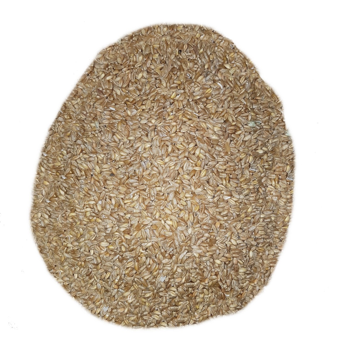 1Kg Grano duro varietà "Russello"