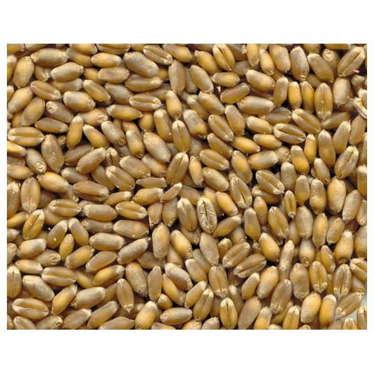1 kg de blé tendre