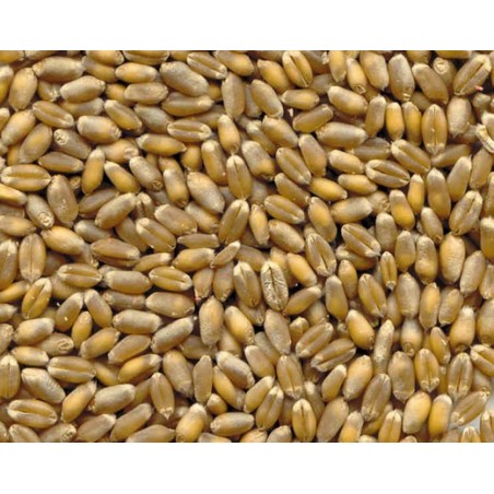 1 kg de blé tendre