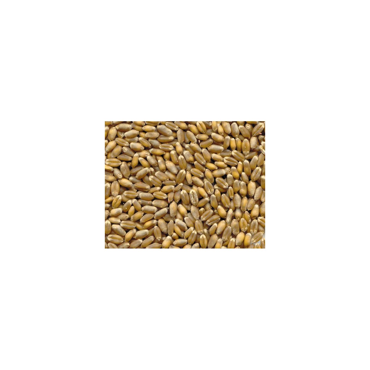 1Kg Grano Tenero