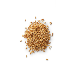 1Kg Grano Duro varietà "Senatore Cappelli"
