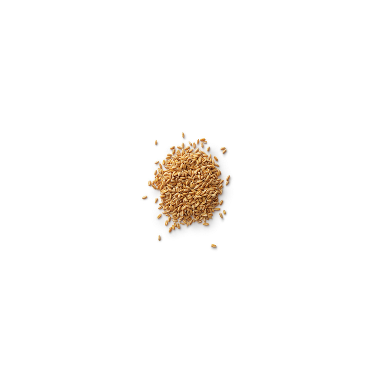 1Kg Grano Duro varietà "Senatore Cappelli"