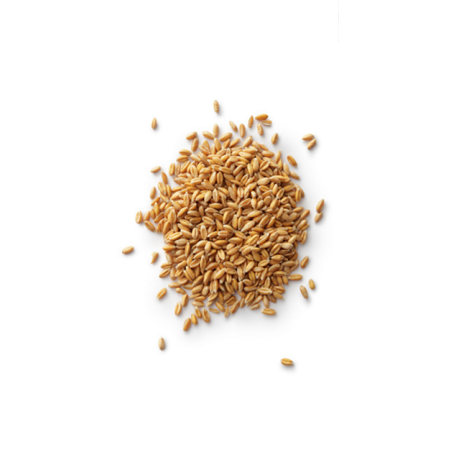 5 kg Senatore Cappelli Durum Wheat