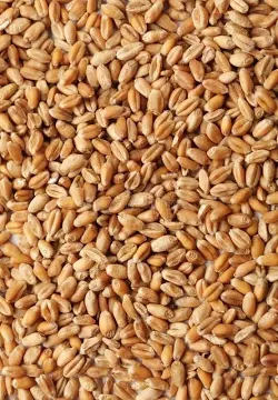 Grano in Chicchi image
